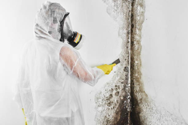 Professional Mold Remediation in Bloomington, IN