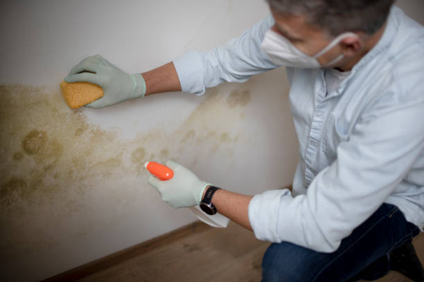 Best Post-Flood Mold Remediation in Bloomgton, IN