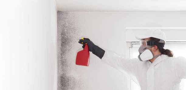 Best Attic Mold Remediation in Bloomgton, IN