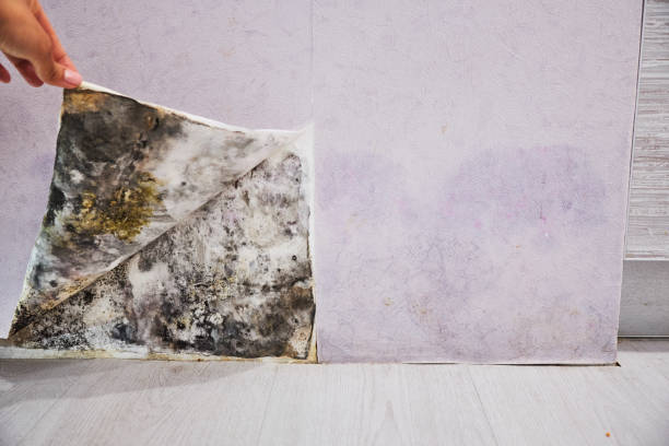 Best Residential Mold Remediation in Bloomgton, IN